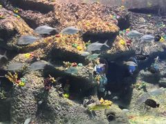 -沙沙哗啦海洋馆(华宇百花谷店)