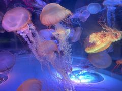 -上海海昌海洋公园