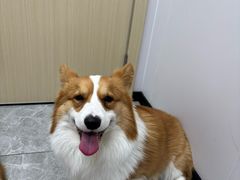 -艾贝尔宠物医院·宠保定点·超声绝育·免疫点(樱花路店)