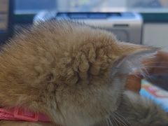 -瑞派·关忠动物医院·猫专科·犬专科(三环新城店)