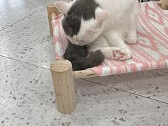 -喵园·猫主题咖啡厅·撸猫·猫咖(国贸店)