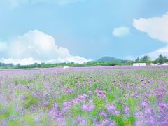 -北京东方普罗旺斯薰衣草庄园