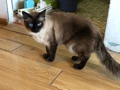 -Cappucimeow猫咪咖啡馆(韦伯时代店)