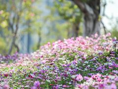 -香蜜公园