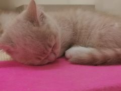 -70cat德文卷毛猫·缅因猫纯种猫舍