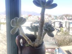 -大碗岛咖啡·苍山绝美窗景(大理古城步行街七年品牌店)