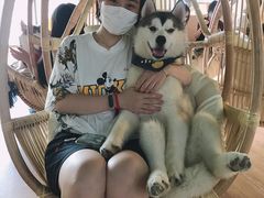 -Husky Go! 哈士奇体验馆·宠物咖啡厅狗咖
