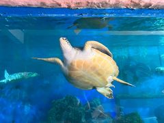 -广东惠东海龟国家级自然保护区