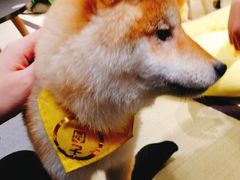 -逗柴咖啡屋·狗咖猫咖宠物桌游