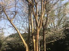 -武汉大学-樱园