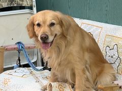 -严国平动物医院(德政总院)