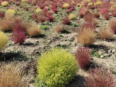 -映月湖中央公园