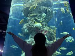 -芜湖新华联大白鲸海洋公园