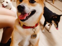 -柴犬高等学院·狗咖·柴犬售卖·宠物训练