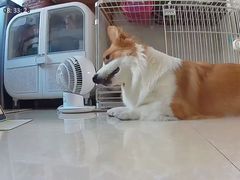 -翊宠yipet猫狗购宠庄园犬舍•猫舍