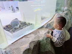 -芜湖新华联大白鲸海洋公园