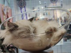 -Honey Bacca 哈尼芭卡高端萌宠(朝阳大悦城店)