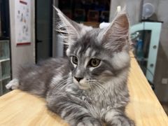 -70cat德文卷毛猫·缅因猫纯种猫舍