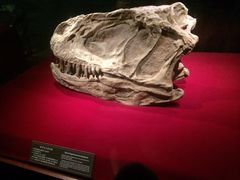 iphone_upload_pic-自贡恐龙博物馆