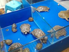 -王四营海鲜市场