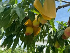 -老袁家蜜桃农场·阳山水蜜桃