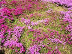 -棒棰岛宾馆景区