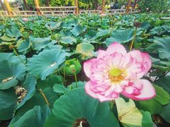 -广州莲花山旅游区