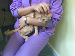 -瑞鹏宠物医院·爱宠堂·骨外专科(西荷分院)