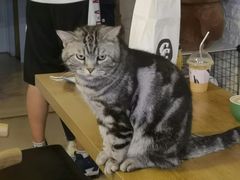 -平行世界·猫咖(首经贸店)