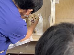 -北京观赏动物医院·24小时大型综合·猫专科·异宠专科