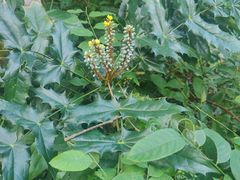 -广西壮族自治区药用植物园