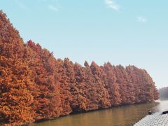 -上海海湾国家森林公园