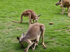 -泉州海丝野生动物世界