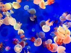 -成都浩海立方海洋公园