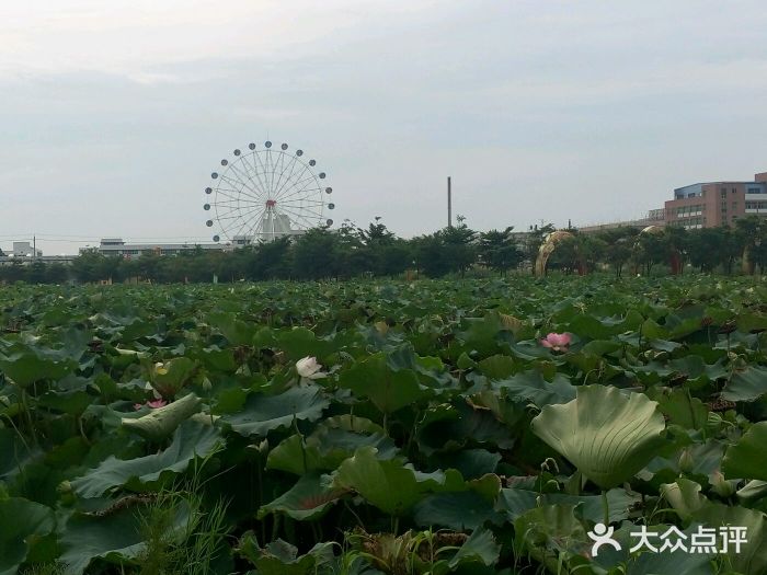 綠夢溼地生態園圖片