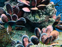 -御唐府海珊瑚主题餐厅