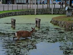 -奈良公园