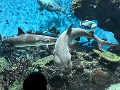 -鹿儿岛水族馆