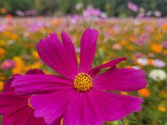 -贵阳市花溪国家城市湿地公园