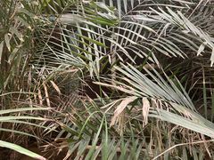 -呀路古热带植物园