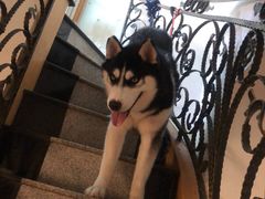 -喜柴咖啡·柴犬狗咖
