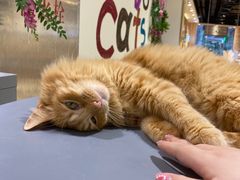 -藏猫猫咖啡主题馆(中央大道店)