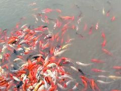 -大湾区中央湿地公园