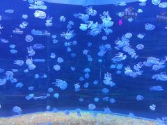 -欢乐海岸海洋奇梦馆