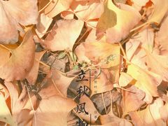 -千年银杏谷文化旅游区