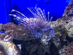 -芜湖新华联大白鲸海洋公园