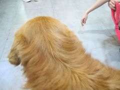 -严国平动物医院(德政总院)