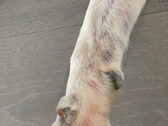 -瑞派申生动物医院·24H夜诊·国际动物医疗中心·骨外科(吴中路店)