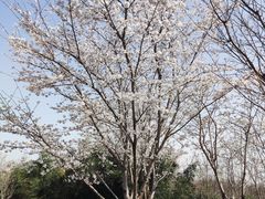 -盘龙城国家考古遗址公园