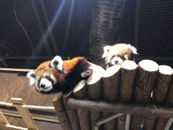 -Zoolung Zoolung动物主题公园(海信广场店)